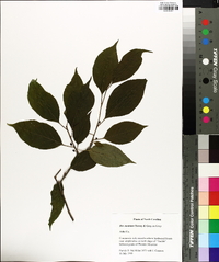 Ilex montana image