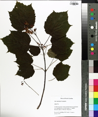 Acer spicatum image