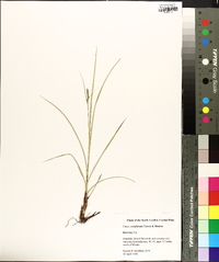 Carex complanata image