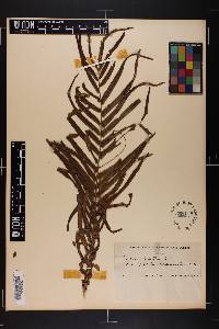 Pteris vittata image