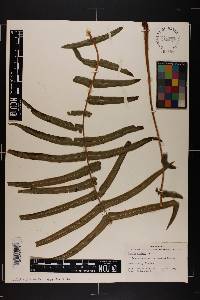 Pteris vittata image