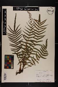 Pteris vittata image