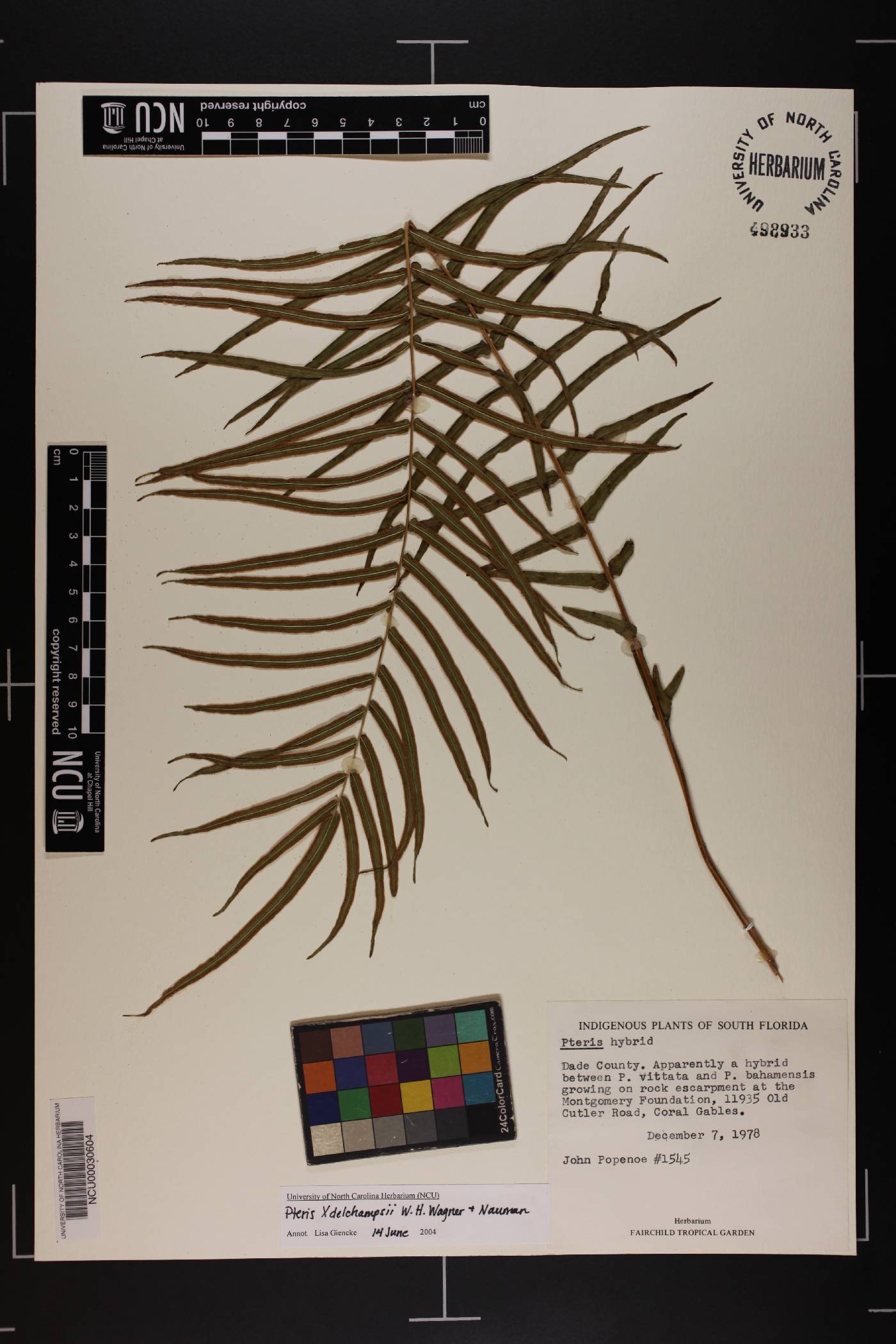 Pteris x delchampsii image