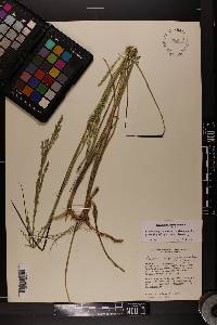 Coleataenia anceps subsp. rhizomata image