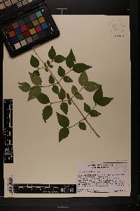 Lonicera maackii image