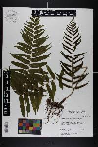 Athyrium pycnocarpon image