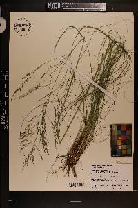 Eragrostis curvula image