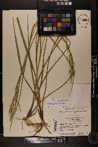 Coleataenia anceps subsp. rhizomata image