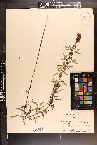 Lespedeza virginica image