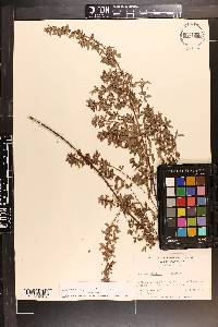 Lespedeza virginica image