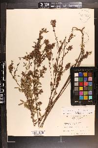 Lespedeza virginica image