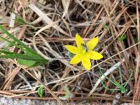 Hypoxis wrightii image