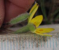 Hypoxis wrightii image