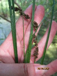 Carex decomposita image