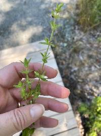 Sophronanthe pilosa image