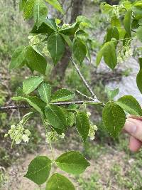 Staphylea trifolia image