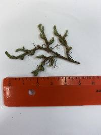 Selaginella tortipila image