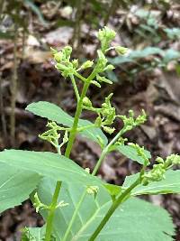 Collinsonia canadensis image