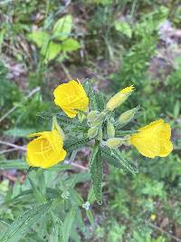 Oenothera tetragona var. brevistipata image