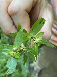 Gratiola virginiana image