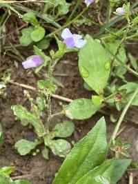 Mazus pumilus image