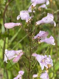 Penstemon laevigatus image