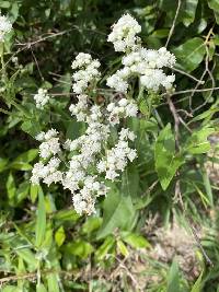 Parthenium integrifolium image