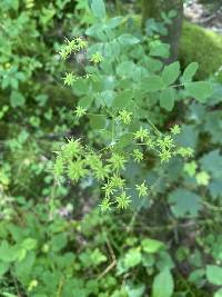 Thalictrum amphibolum image