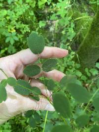 Thalictrum amphibolum image