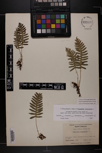 Polypodium appalachianum image