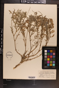 Astragalus australis image