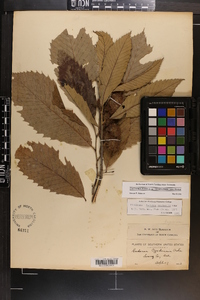 Castanea ozarkensis image