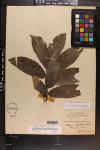 Castanea ozarkensis image