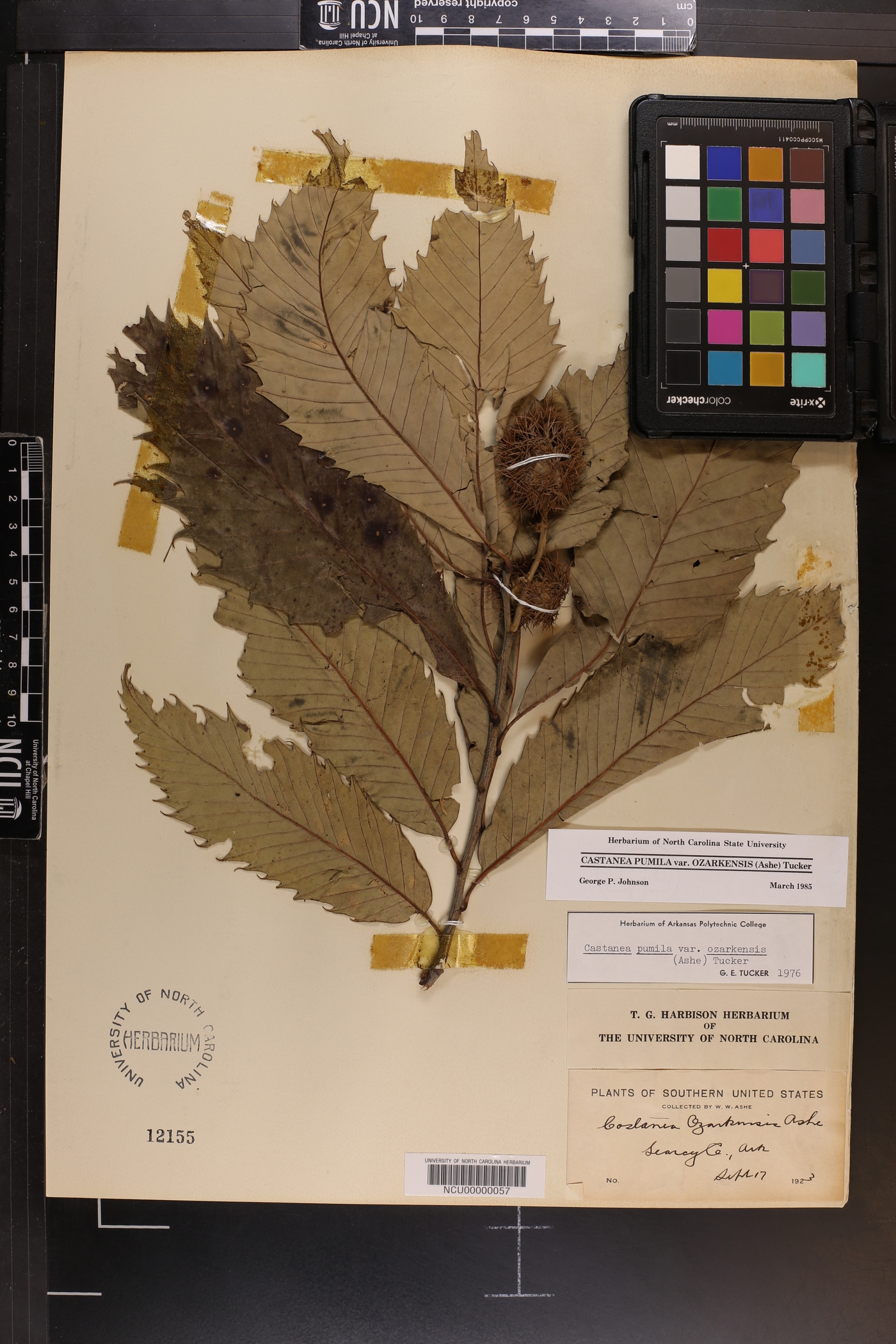 Castanea ozarkensis image