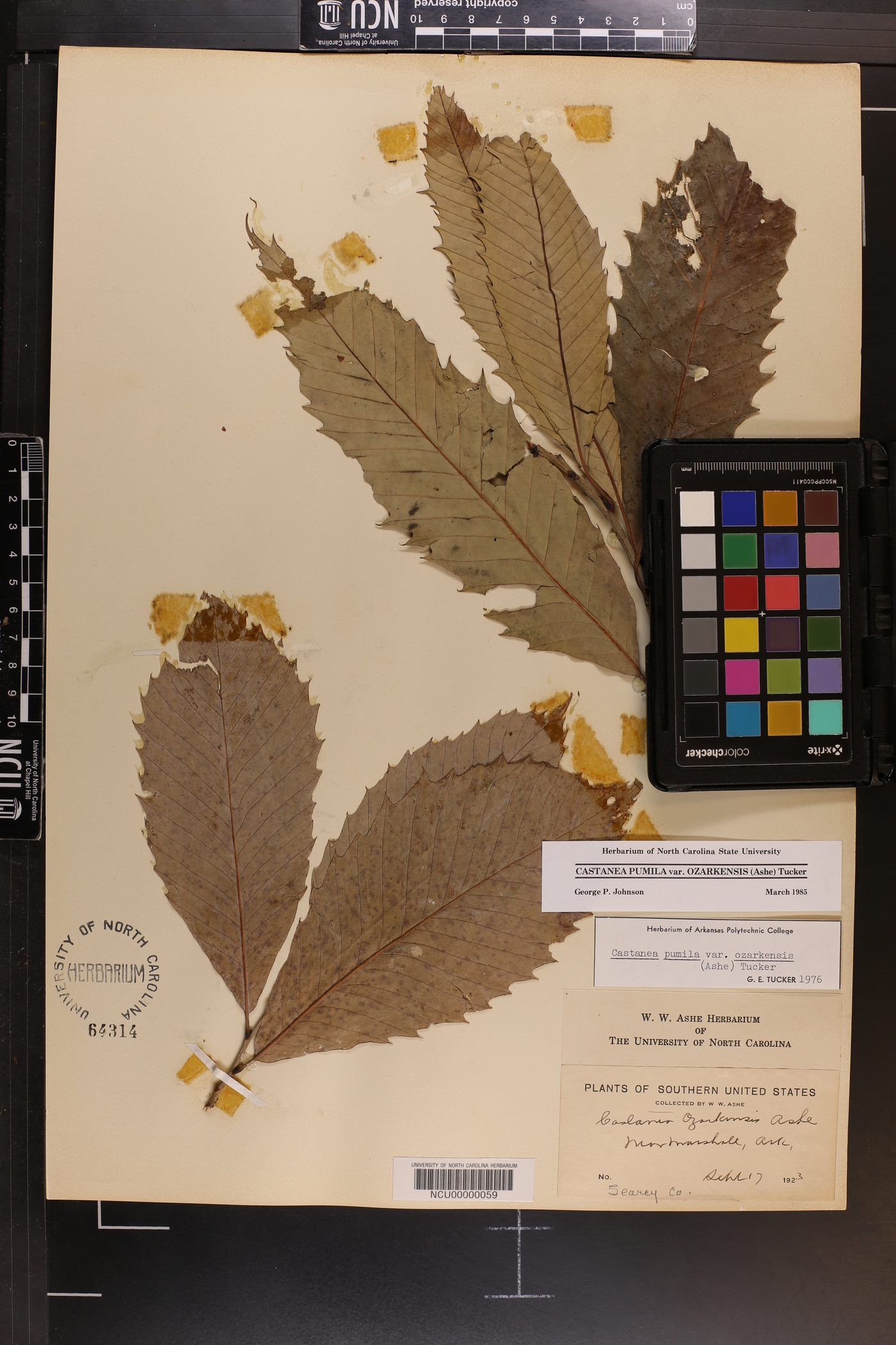 Castanea ozarkensis image