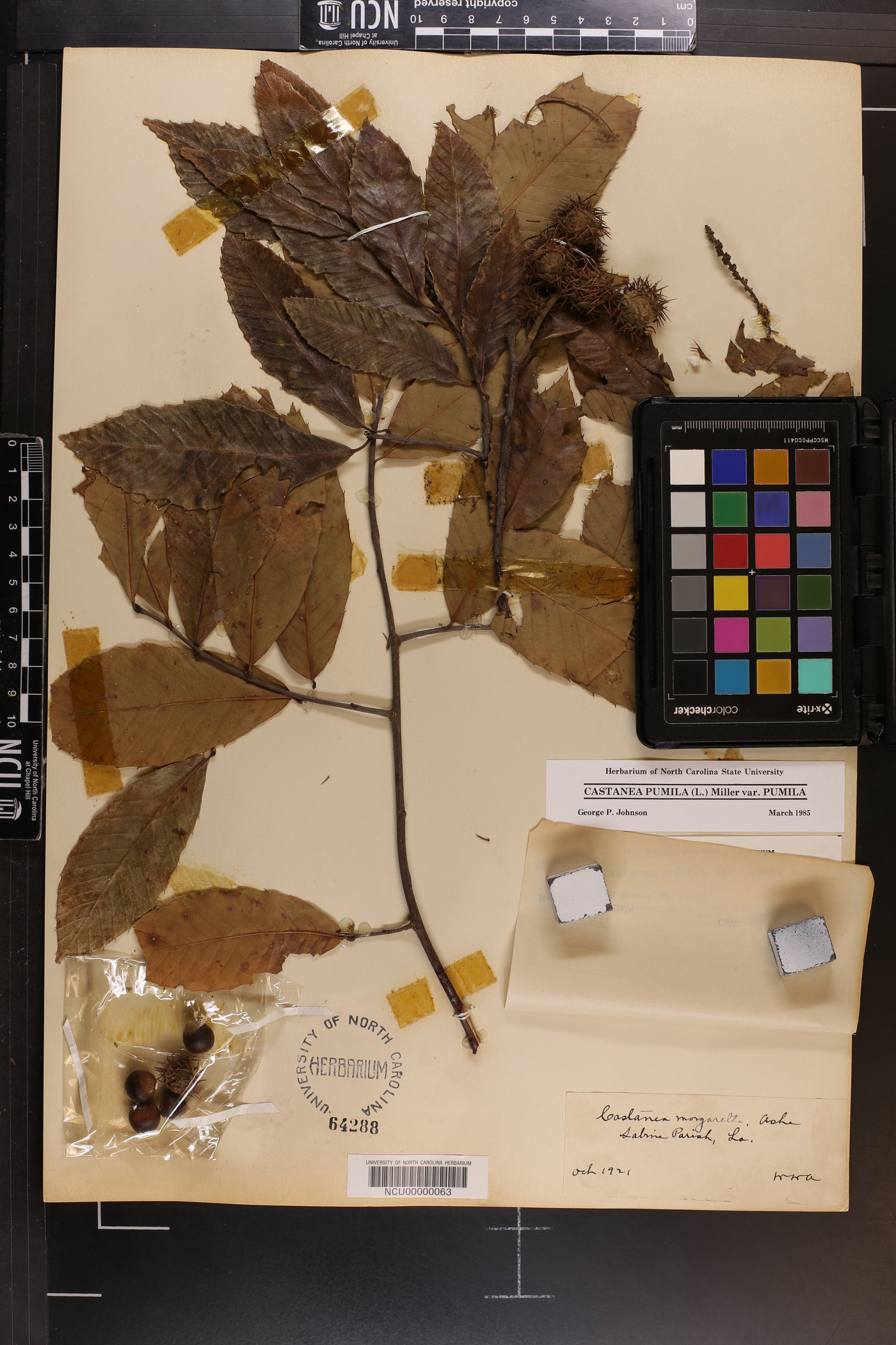 Castanea pumila var. margarettiae image