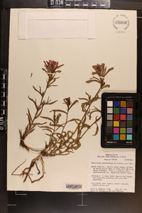 Castilleja dissitiflora image