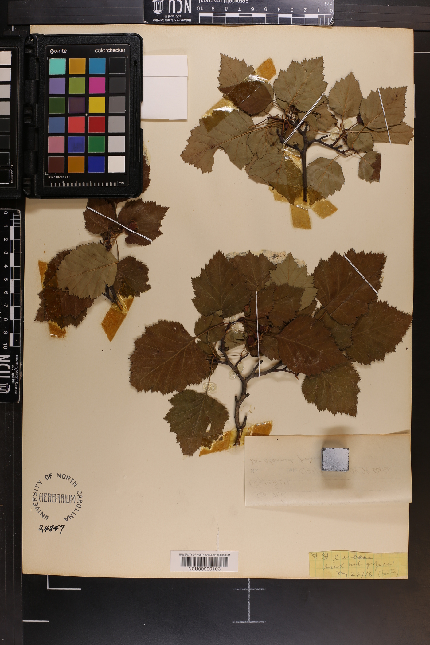 Crataegus arcana image