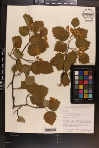 Crataegus chrysocarpa image