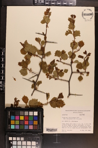 Crataegus chrysocarpa image