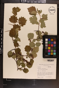 Crataegus faxonii image