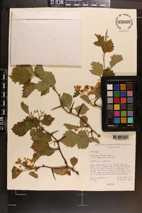 Crataegus faxonii image