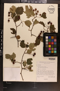 Crataegus faxonii image