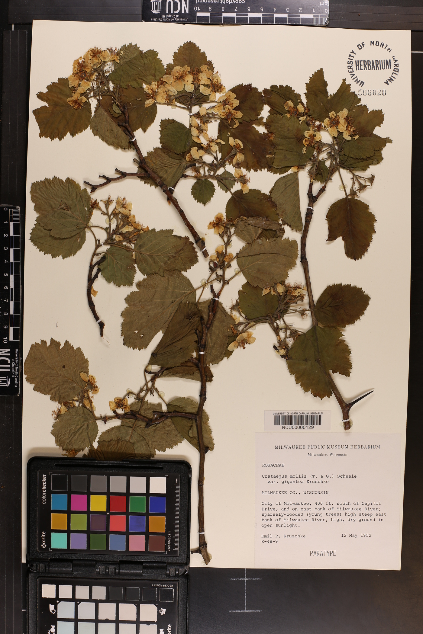 Crataegus mollis var. gigantea image