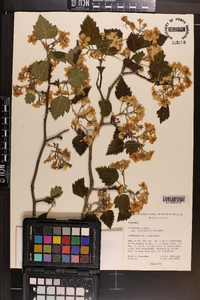 Crataegus mollis image