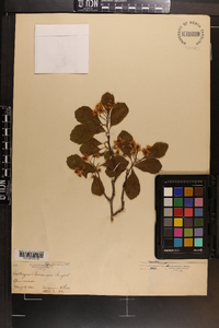 Crataegus peoriensis image