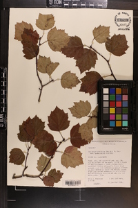 Crataegus pruinosa image