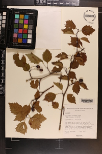 Crataegus schuettei image