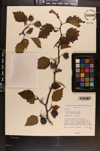 Crataegus schuettei image