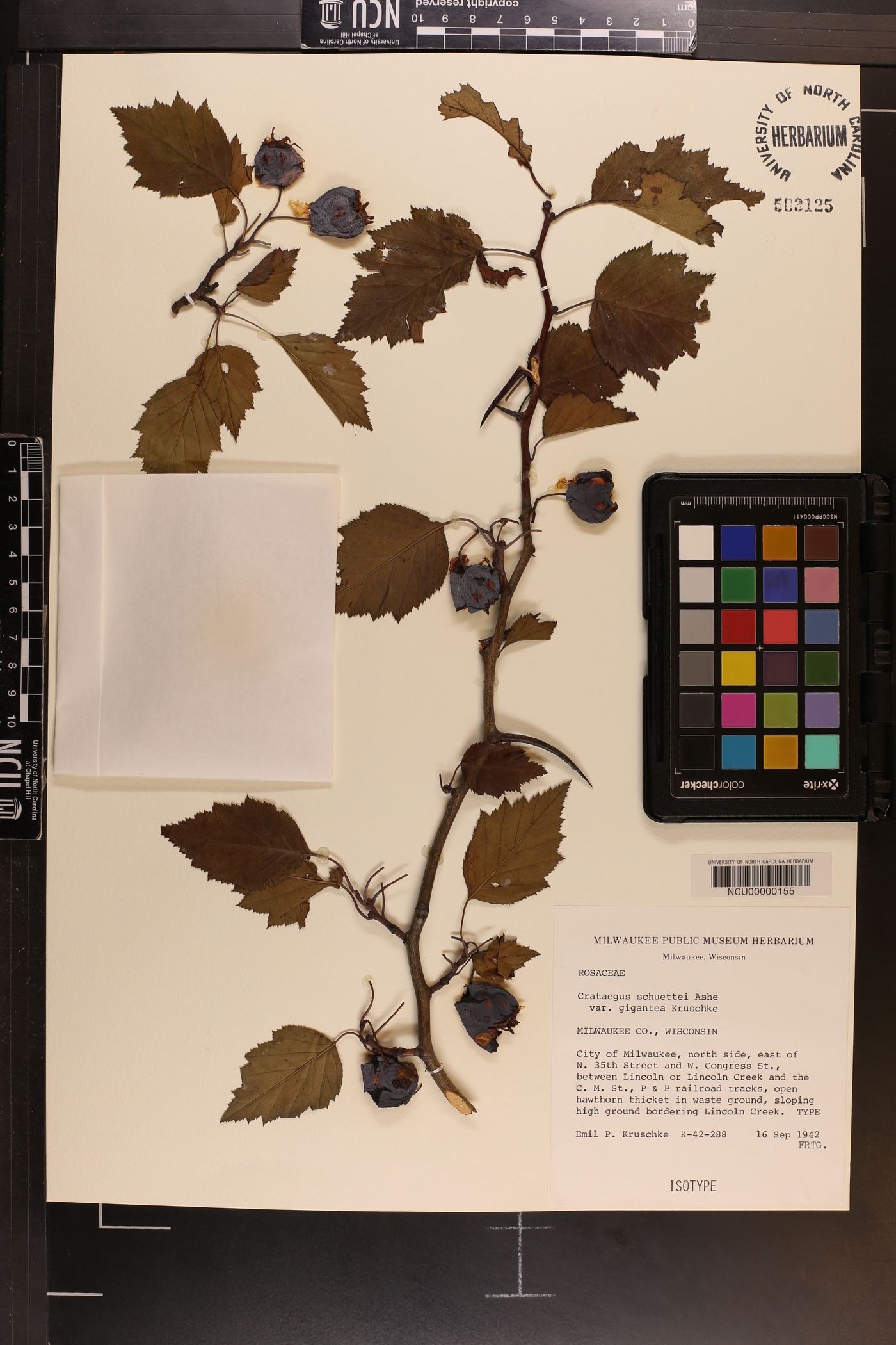 Crataegus schuettei var. gigantea image